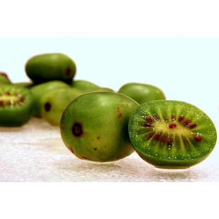 KIWAI ou KIWI de SIBERIE - Actinidia arguta