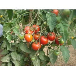 Tomate PRECOCE de QUIMPER - BIO *