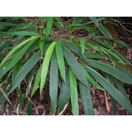 Bambou Noir Phyllostachys Nigra
