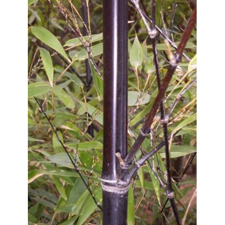 Bambou Noir Phyllostachys Nigra