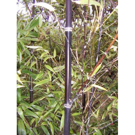 Bambou Noir Phyllostachys Nigra