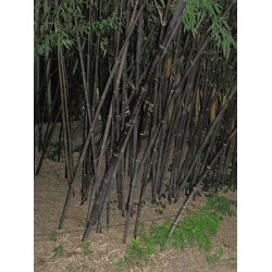 Bambou Noir Phyllostachys Nigra