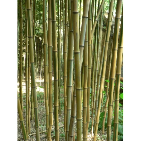Bambou Phyllostachys aureosulcata spectabilis