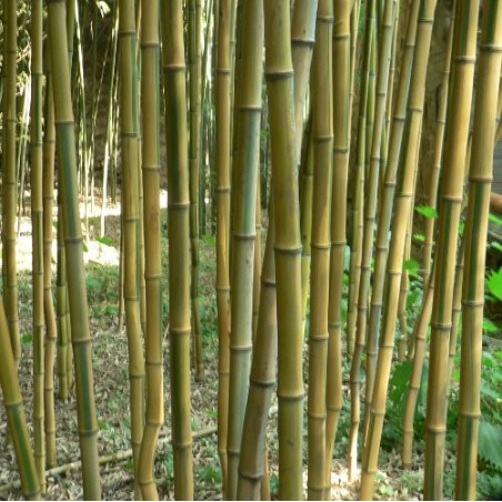 Bambou Phyllostachys aureosulcata spectabilis