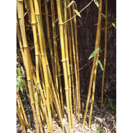 Bambou Phyllostachys aureosulcata spectabilis