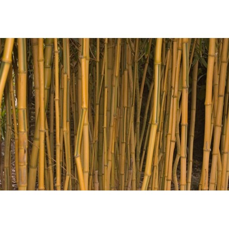 Bambou Phyllostachys aureosulcata spectabilis