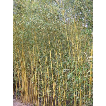 Bambou Phyllostachys aureosulcata spectabilis