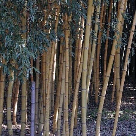 Bambou Phyllostachys viridis sulfurea