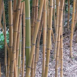 Bambou Phyllostachys viridis sulfurea