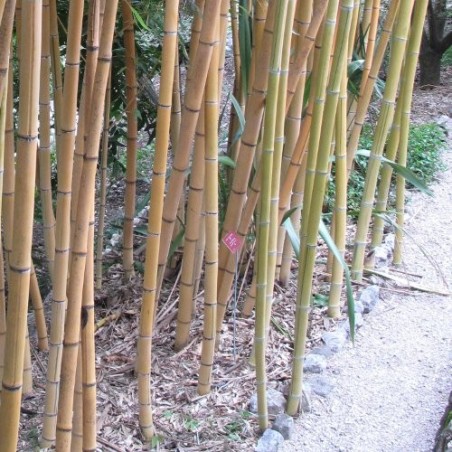 Bambou Phyllostachys viridis sulfurea