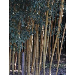 Bambou Phyllostachys viridis sulfurea
