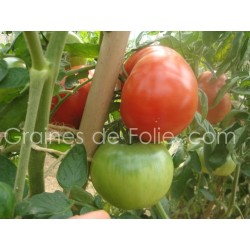 Tomate MERVEILLE DES MARCHES - BIO *