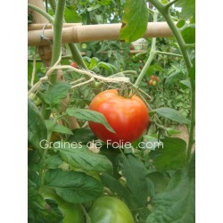 Tomate MERVEILLE DES MARCHES - BIO *