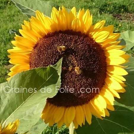 Tournesol - Soleil - HELIANTHUS GOLDEN HEDGE