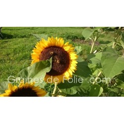 Tournesol - HELIANTHUS GOLDEN HEDGE