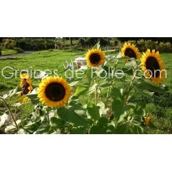 Tournesol - HELIANTHUS GOLDEN HEDGE