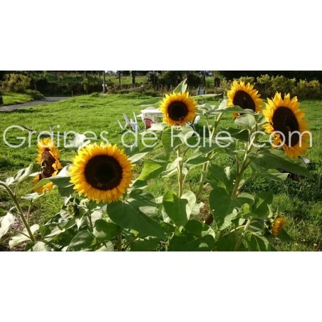 Tournesol - HELIANTHUS GOLDEN HEDGE