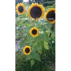 Tournesol - Soleil - HELIANTHUS GOLDEN HEDGE