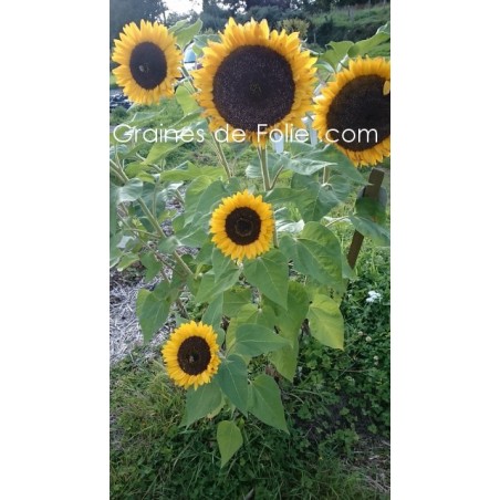 Tournesol - Soleil - HELIANTHUS GOLDEN HEDGE