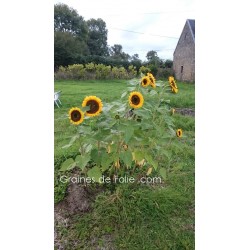 Tournesol - Soleil - HELIANTHUS GOLDEN HEDGE