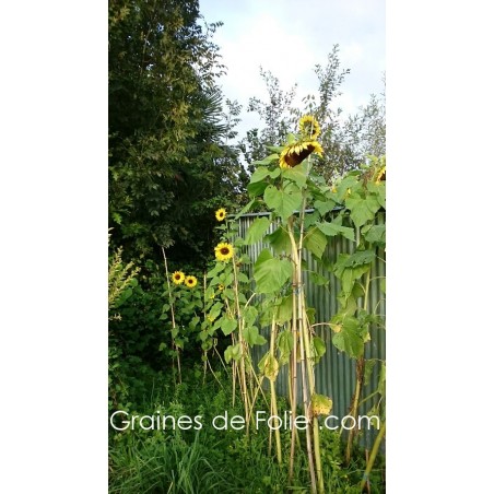 Tournesol GEANT DE CALIFORNIE