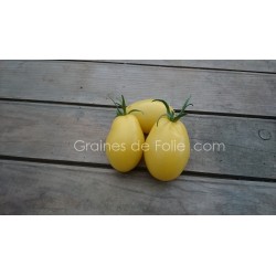 Tomate IVORY EGG - OEUF d' IVOIRE - BIO