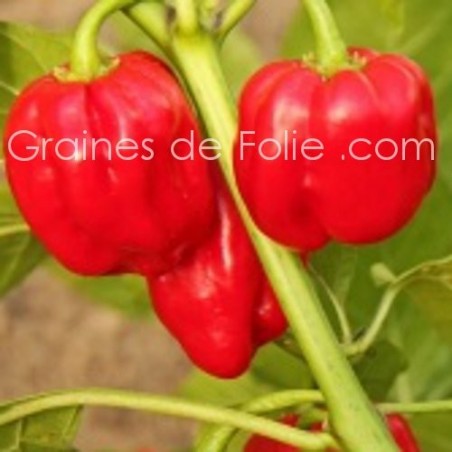 Piment antillais HABANERO ROUGE graines