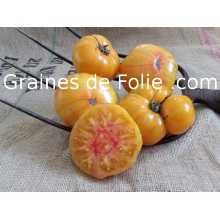 Tomate ANANAS - graine semence ancienne pineapple tomato seed