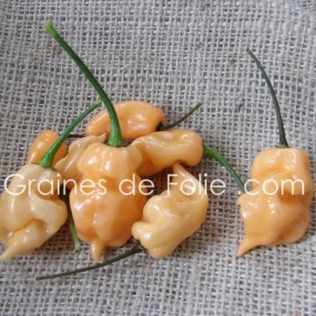 Piment HABANERO PECHE habanero peach pepper graines seeds