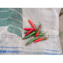 Piment SERRANO TAMPIQUENO Graines pepper seeds