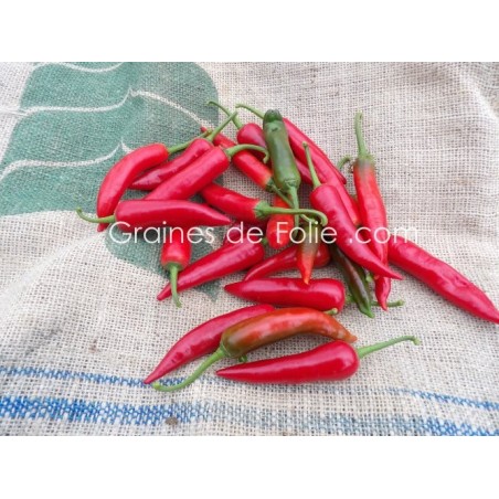 Piment SUCETTE DE PROVENCE BIO Agriculture biologique graines grain semences