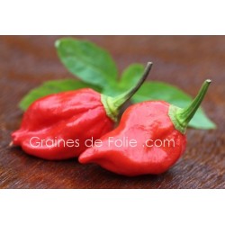 Piment BHUT JOLOKIA Graines pepper seeds