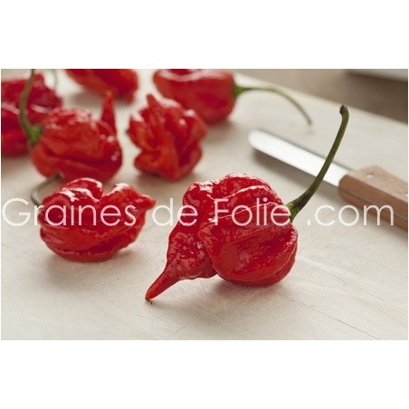 Piment TRINIDAD SCORPION Graines