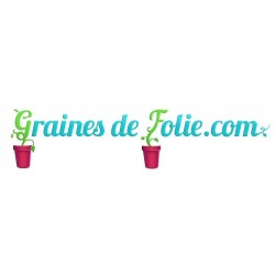 Tomate verte bronze DOROTHY GREEN BIO graines semences