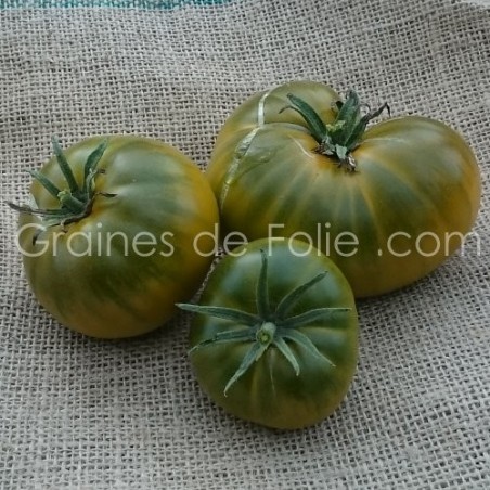 Tomate verte bronze DOROTHY GREEN BIO graines semences