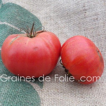 Tomate RUSSE ROUGE BIO graines semences variété ancienne