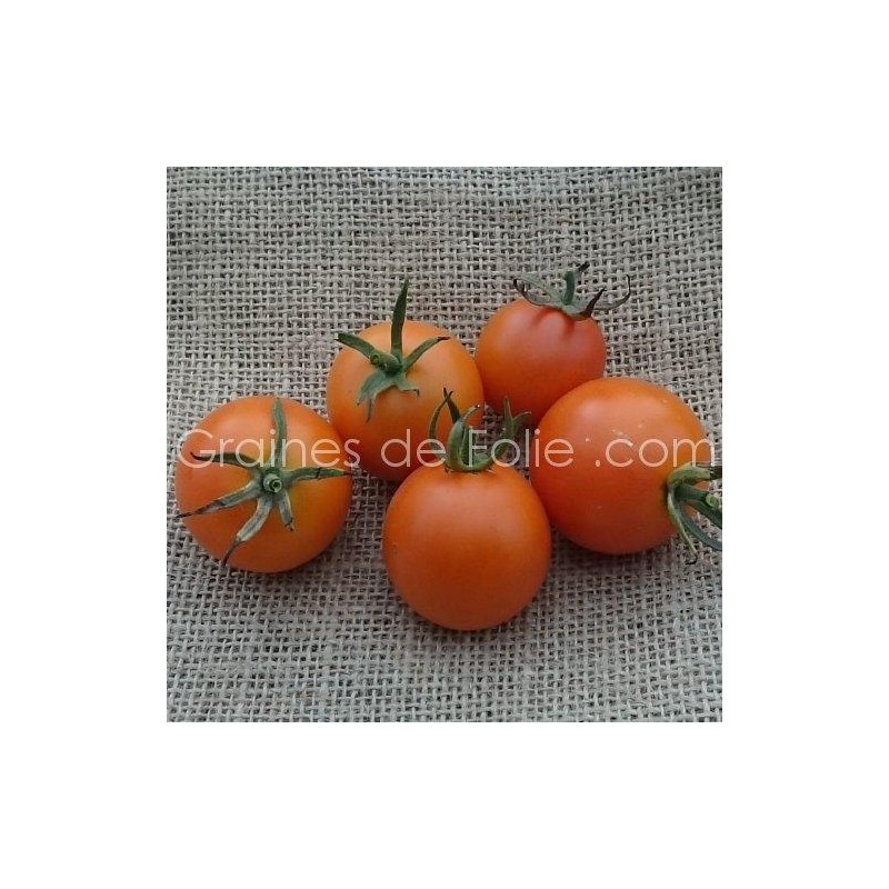 Tomates - Sunrise Fruits Company