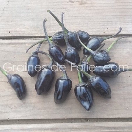 Piment OLIVE NOIRE Graines bio