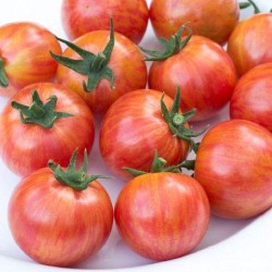 Tomate cerise ARTISAN PINK BUMBLE BEE graines semences