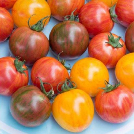 Tomate cerise Pack BUMBLE BEE graines semences