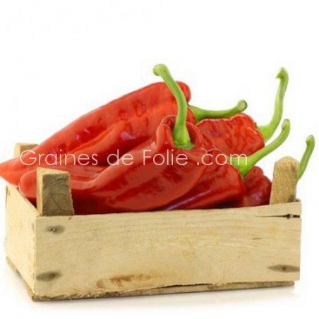 Piment MARCONI ROUGE variété italienne ancienne graines semences Piment MARCONI ROUGE variété italienne ancienne graines semences