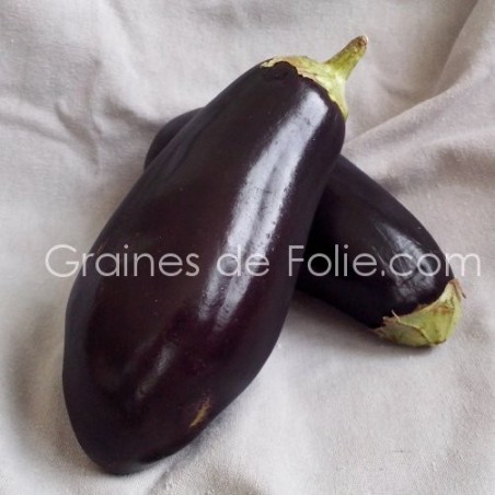 Aubergine BLACK BEAUTY Bio graines semences