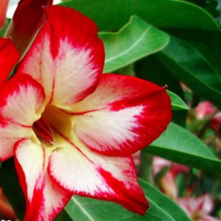 Rose du désert VANILLE FRAISE Adenium obesum - semences graines seeds