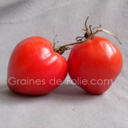 Tomate BIO CUOR DI BUE la vraie coeur de boeuf graines semences certifiées agriculture biologique