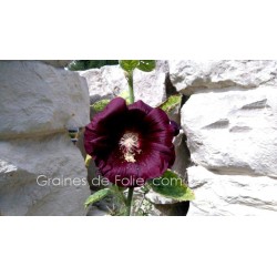 ROSE TREMIERE NOIRE - fleur graines semences