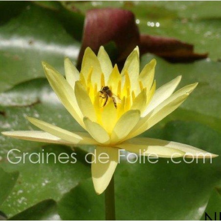 Graines De Nenuphar Jaune Nymphaea Eldorado Sur Grainesdefolie Com