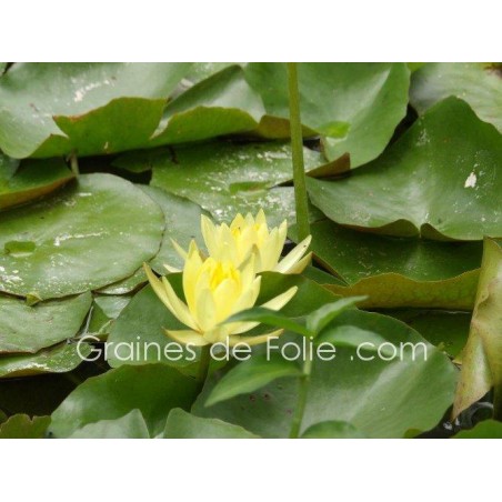 Nénuphar JAUNE - Nymphaea - semences seeds graines
