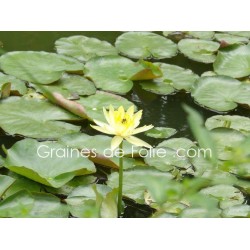 Nénuphar JAUNE - Nymphaea - semences seeds graines Nénuphar JAUNE - Nymphaea - semences seeds graines