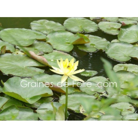 Nénuphar JAUNE - Nymphaea - semences seeds graines