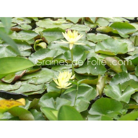 Nénuphar JAUNE - Nymphaea - semences seeds graines